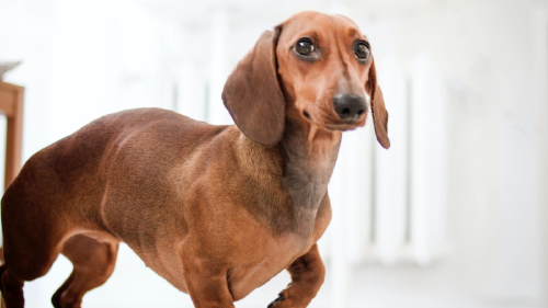 perro salchicha perro salchicha