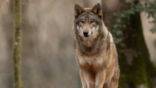 Los lobos podrian volver a Cataluna Los lobos podrian volver a Cataluna