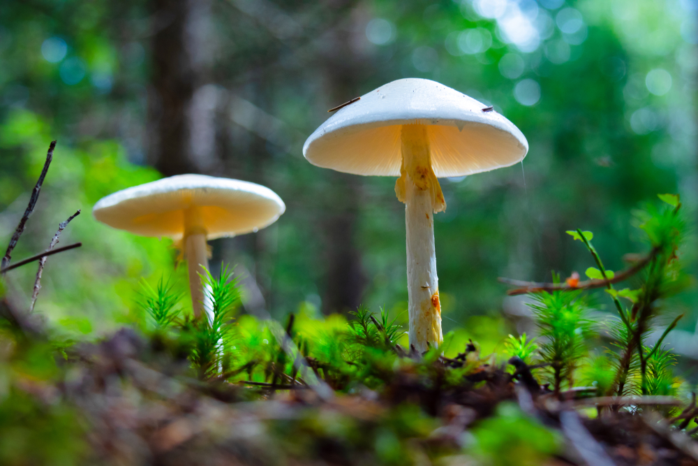 hongo toxico venenoso Amanita phalloides hongo toxico venenoso Amanita phalloides