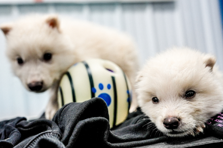 lobos El avance de Colossal Biosciences marca un momento clave para la biotecnología moderna (Imagen: mms.businesswire.com)