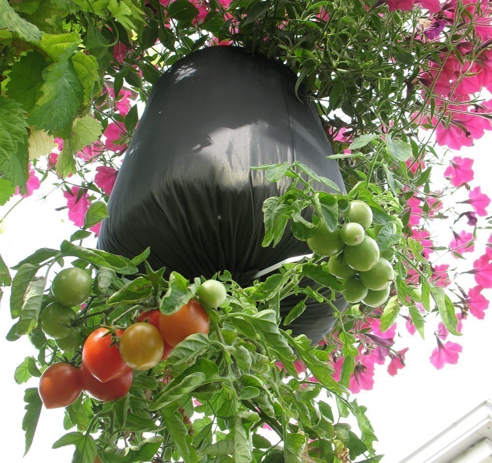 cultivar tomates al revés en botellas de Bioguia