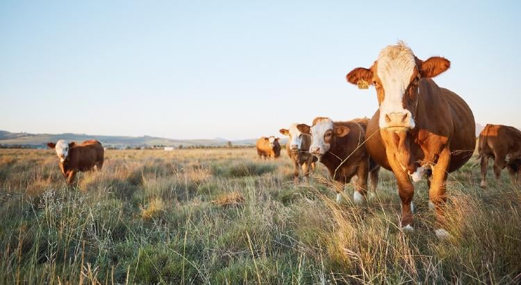 Agricultura regenerativa