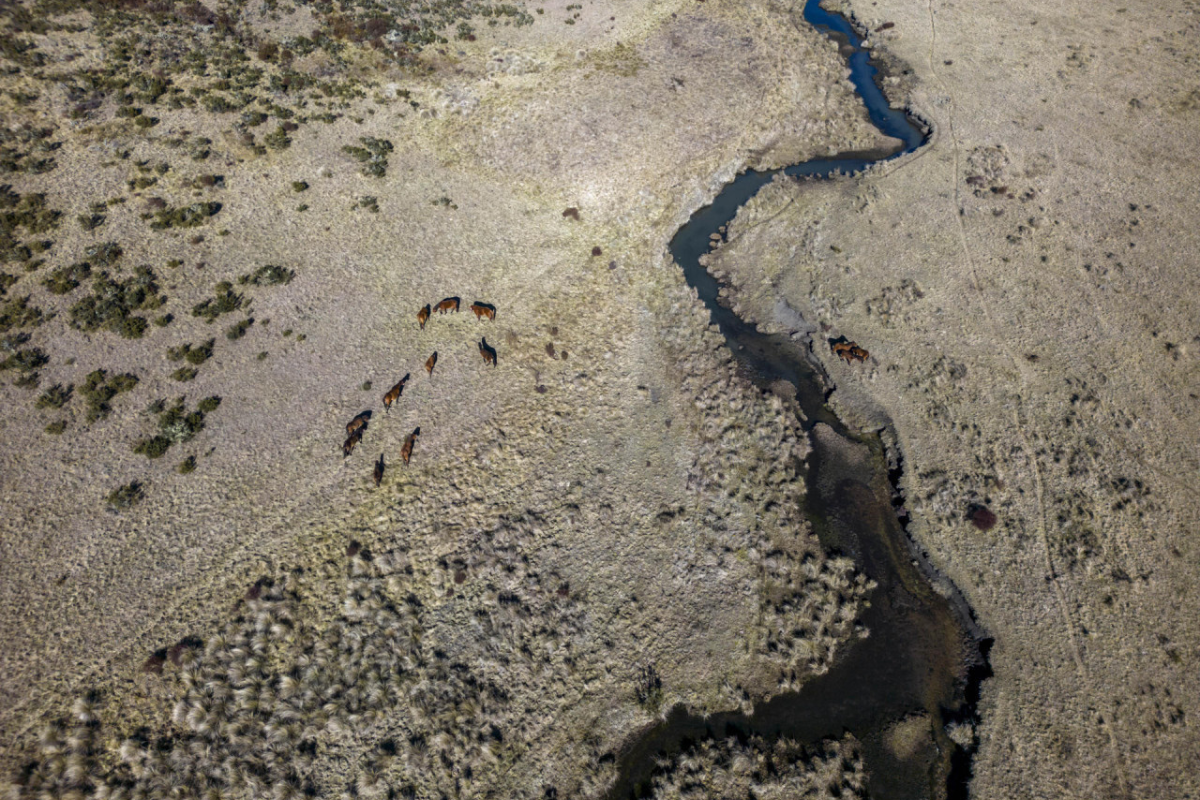 caballos Caballos salvajes, Australia. Foto: EFE