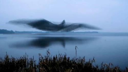 Miles de aves coordinan su vuelo para crear un pájaro gigante