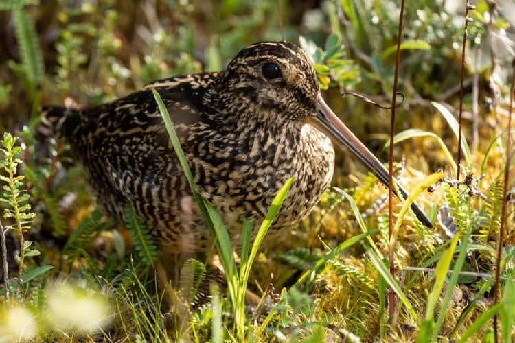 Becacina grande Victor Raimilla(2) Becacina grande Victor Raimilla(2)