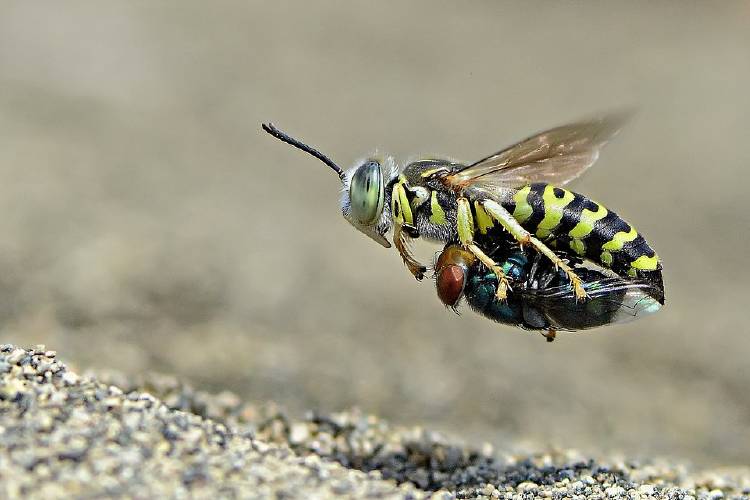 10 \'Sand wasp with prey\' @pokokemoto Indonesia Imam Primahardy 10 \'Sand wasp with prey\' @pokokemoto Indonesia Imam Primahardy