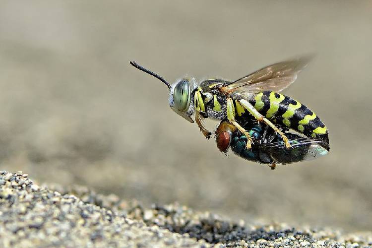 10 \'Sand wasp with prey\' @pokokemoto Indonesia Imam Primahardy