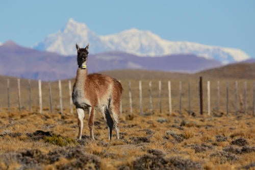 Migraciones de grandes herbívoros: "mapeando" el camino para su conservación