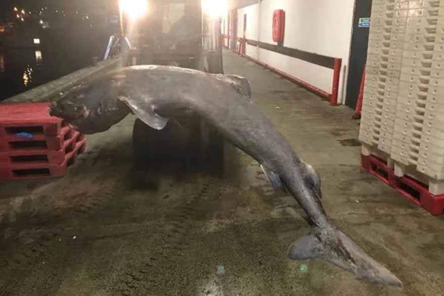 tiburon 500 años2 tiburon 500 años2