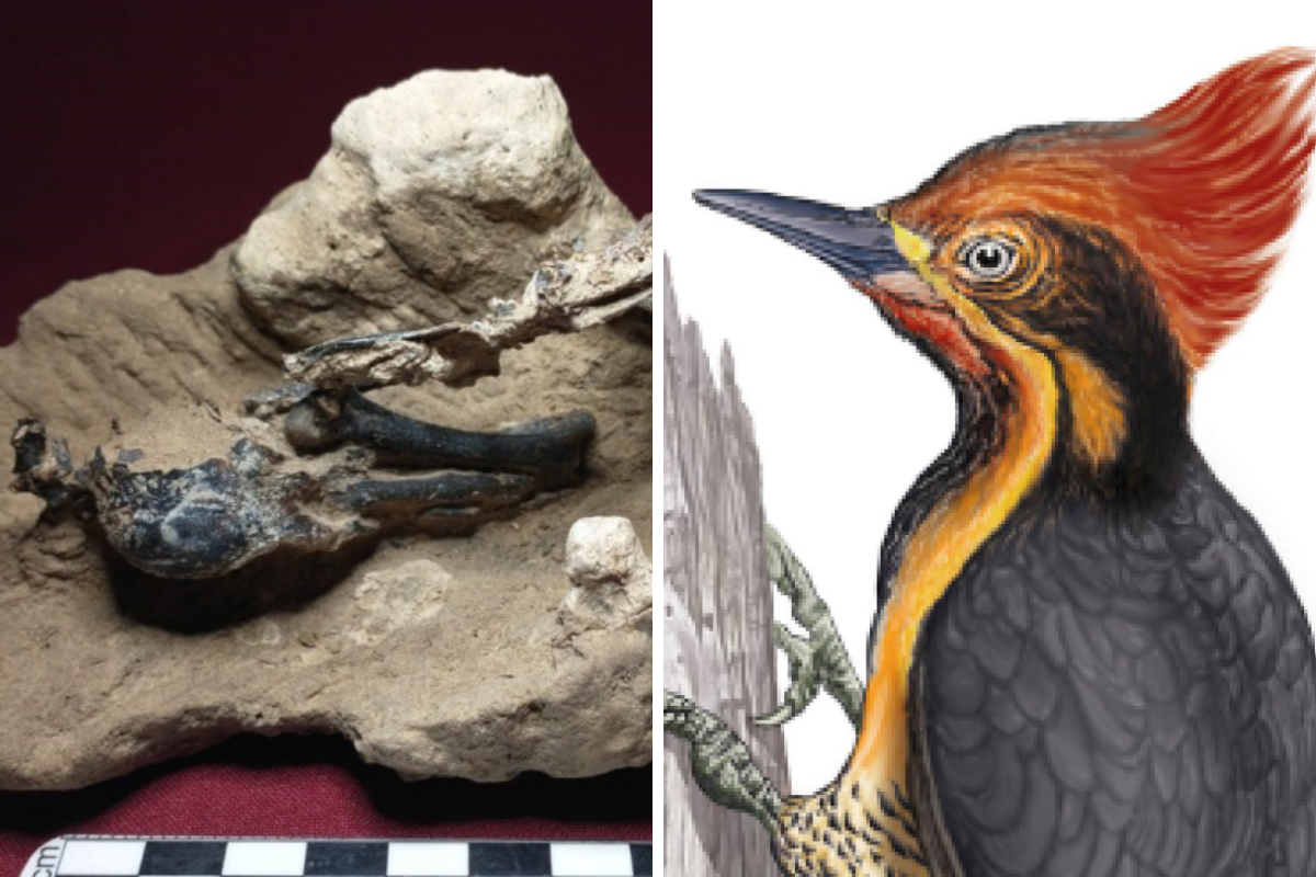 Collage portadas notas(4) Collage portadas notas(4)