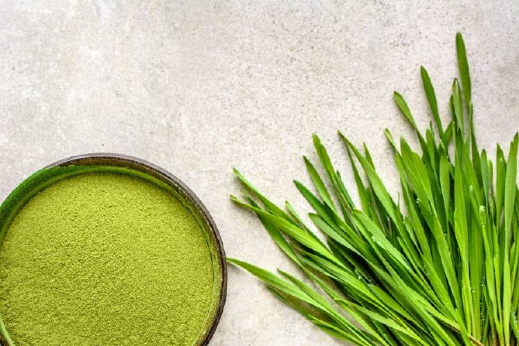 chlorella alga y polvo de chlorella
