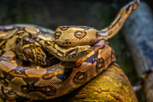 piton pexels piton pexels