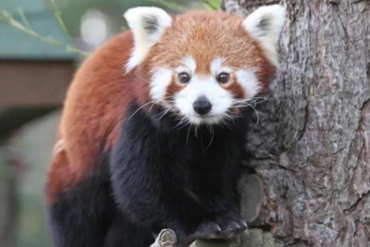 panda Roxie era un bebé panda rojo, una especie oriunda del este del Himalaya y el sudoeste de China