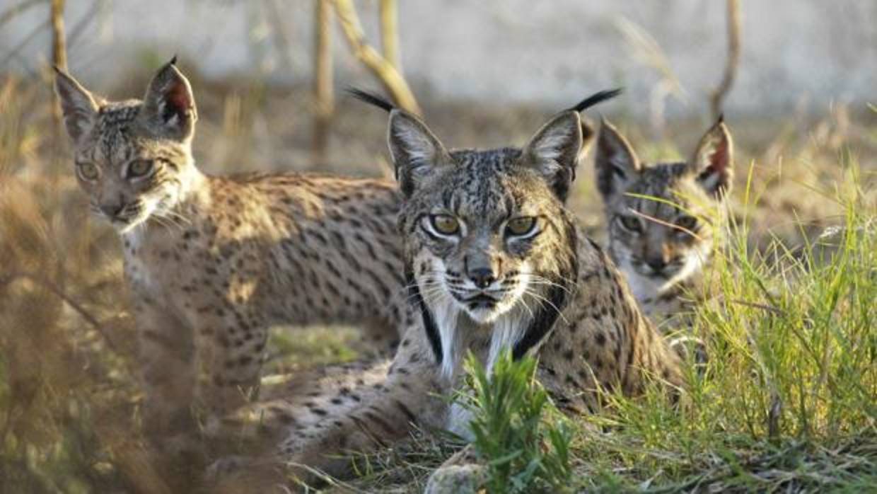 lince iberico lince iberico
