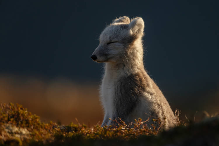 Un zorro ártico al sol, con los ojos cerrados