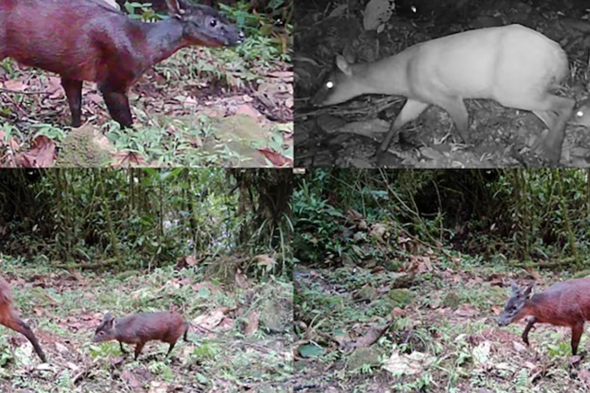 Investigadores del Instituto Humboldt y la Universidad de Caldas validaron mediante ADN que este venado constituye un linaje evolutivo independiente Crédito: Instituto Humboldt (infobae.com)