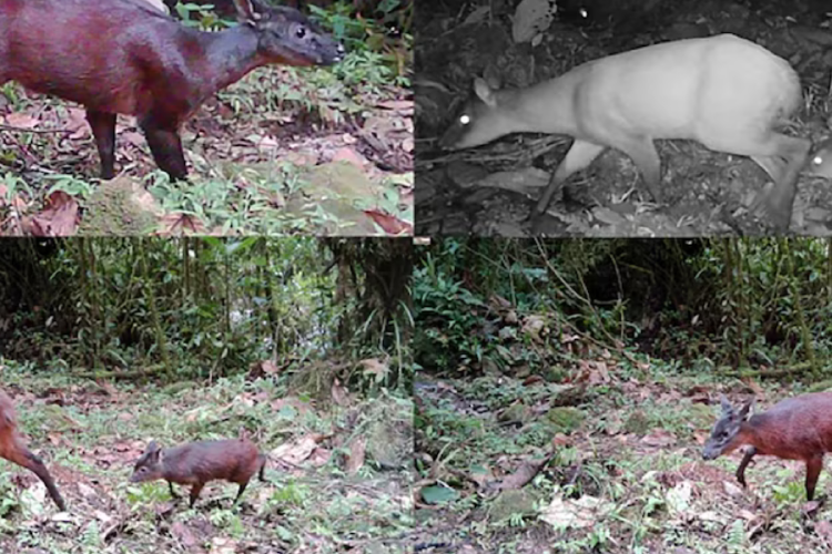 ciervo Investigadores del Instituto Humboldt y la Universidad de Caldas validaron mediante ADN que este venado constituye un linaje evolutivo independiente Crédito: Instituto Humboldt (infobae.com)