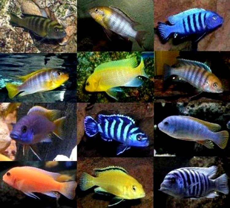 peces peces