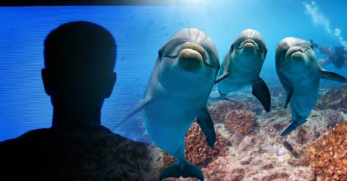 Un estudio revela que los delfines pueden distraerse mirando televisión