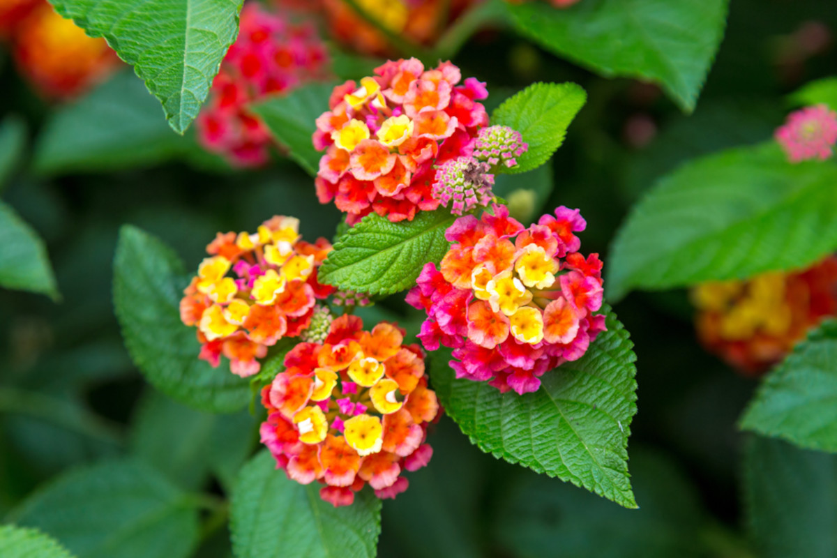 lantana cámara