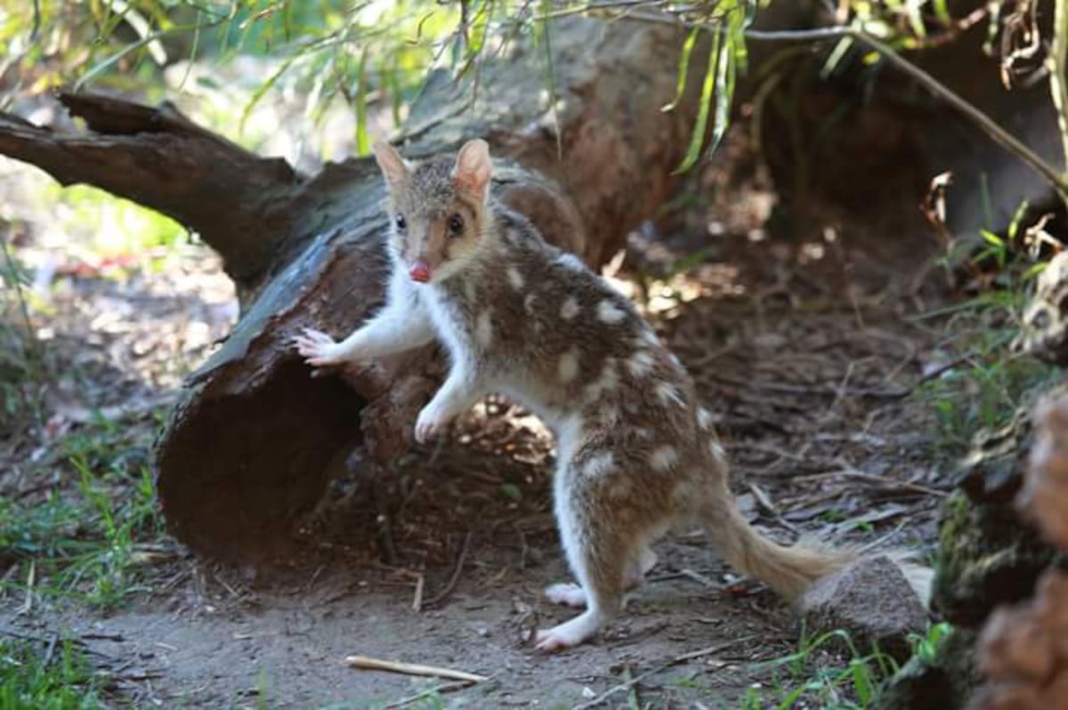 quolls_2