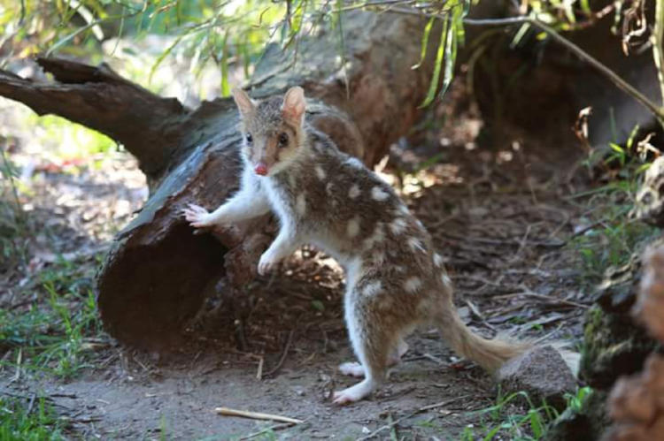 quolls_2 quolls_2