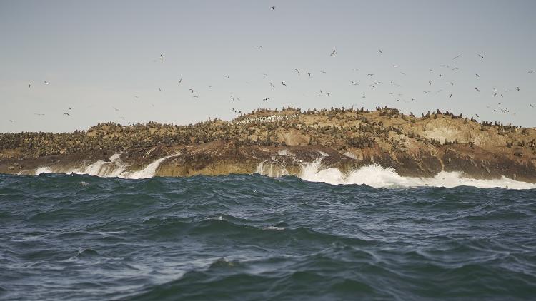 Lobo dos Pelos Pat. Azul crédito Maike Friedrich Rewilding Argentina Lobo dos Pelos Pat. Azul crédito Maike Friedrich Rewilding Argentina