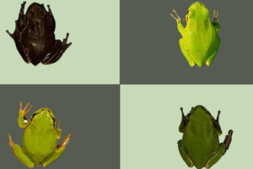 ranas chenovyl Imagen: xataka.com