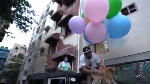 perro globos perro globos