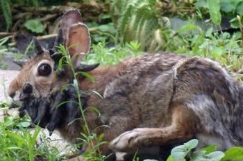 conejo paploma En Colorado, un virus conocido como papiloma de Shope provoca que conejos desarrollen extraños crecimientos negros en forma de “espinas” y “tentáculos” en la cara. (PINTEREST)