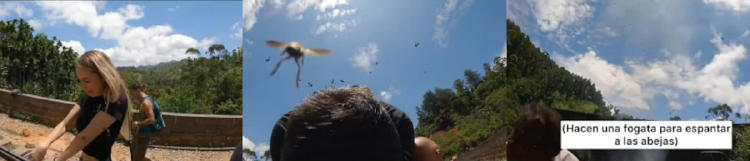 ataque de abejas ataque de abejas