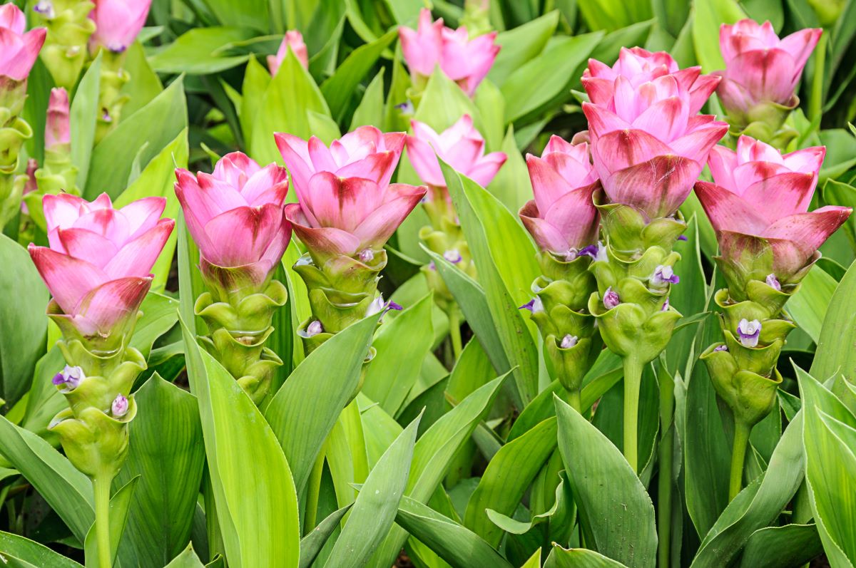 Curcuma planta