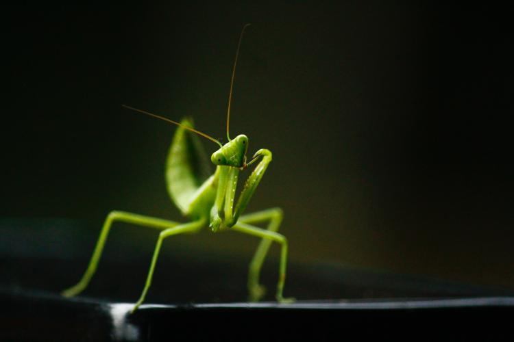 animales aeroterrestres animales aeroterrestres