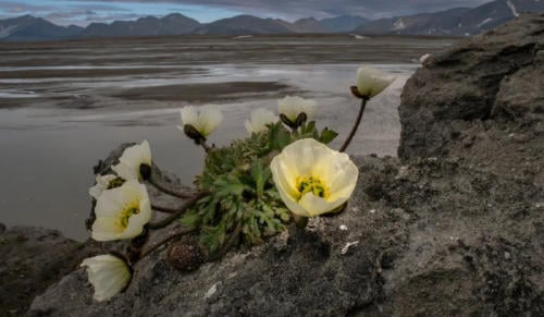 amapola artica amapola artica