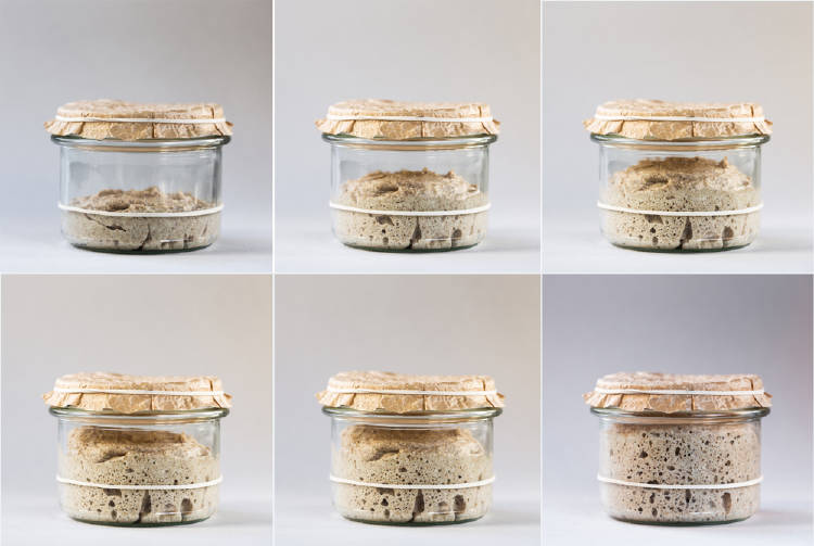 masa madre masa madre