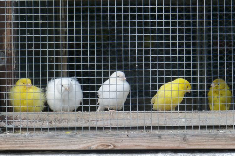 canaries 420580_1920 canaries 420580_1920