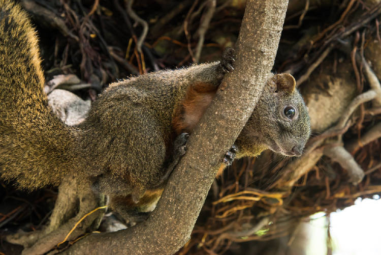 ardilla vientre rojo ardilla vientre rojo