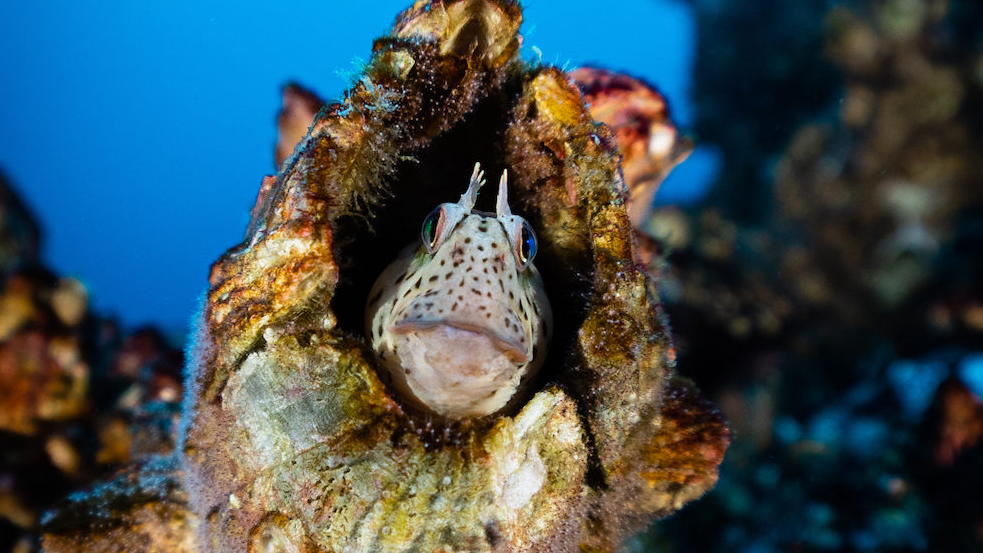 Trombollito robusto. Crédito Rodrigo Sánchez Grez 1000x890 Trombollito robusto. Crédito Rodrigo Sánchez Grez 1000x890