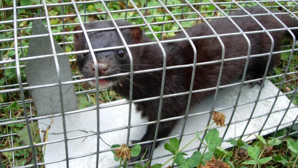 Vison americano atrapado Vison americano atrapado en jaula trampa