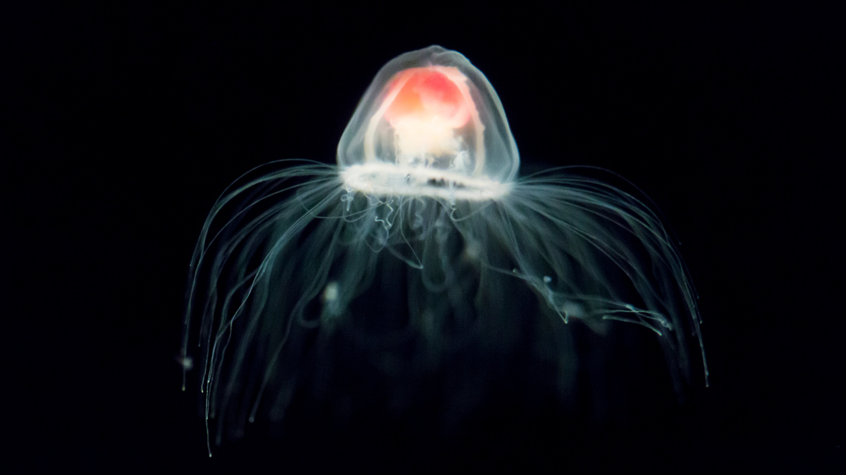 medusa AdobeStock_388400418 medusa AdobeStock_388400418