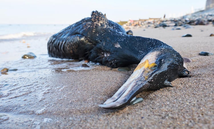 ave petroleo contaminacion océano