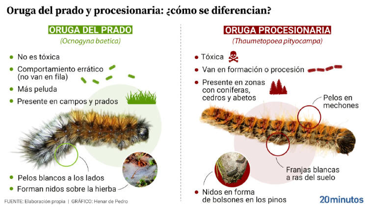 oruga procesionaria prado oruga procesionaria prado