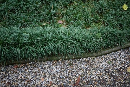 plantas cubresuelos 1 plantas cubresuelos