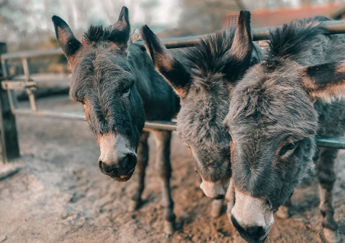 AdobeStock_559736501 (1) AdobeStock_559736501 (1)