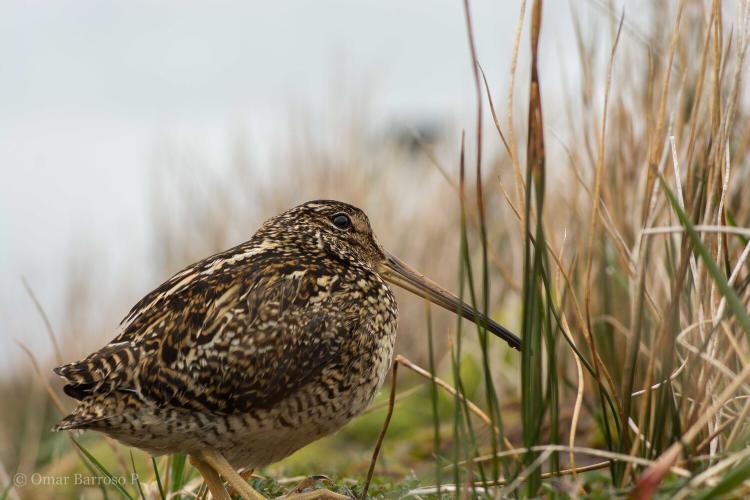 Becacina grande Omar Barroso Becacina grande Omar Barroso