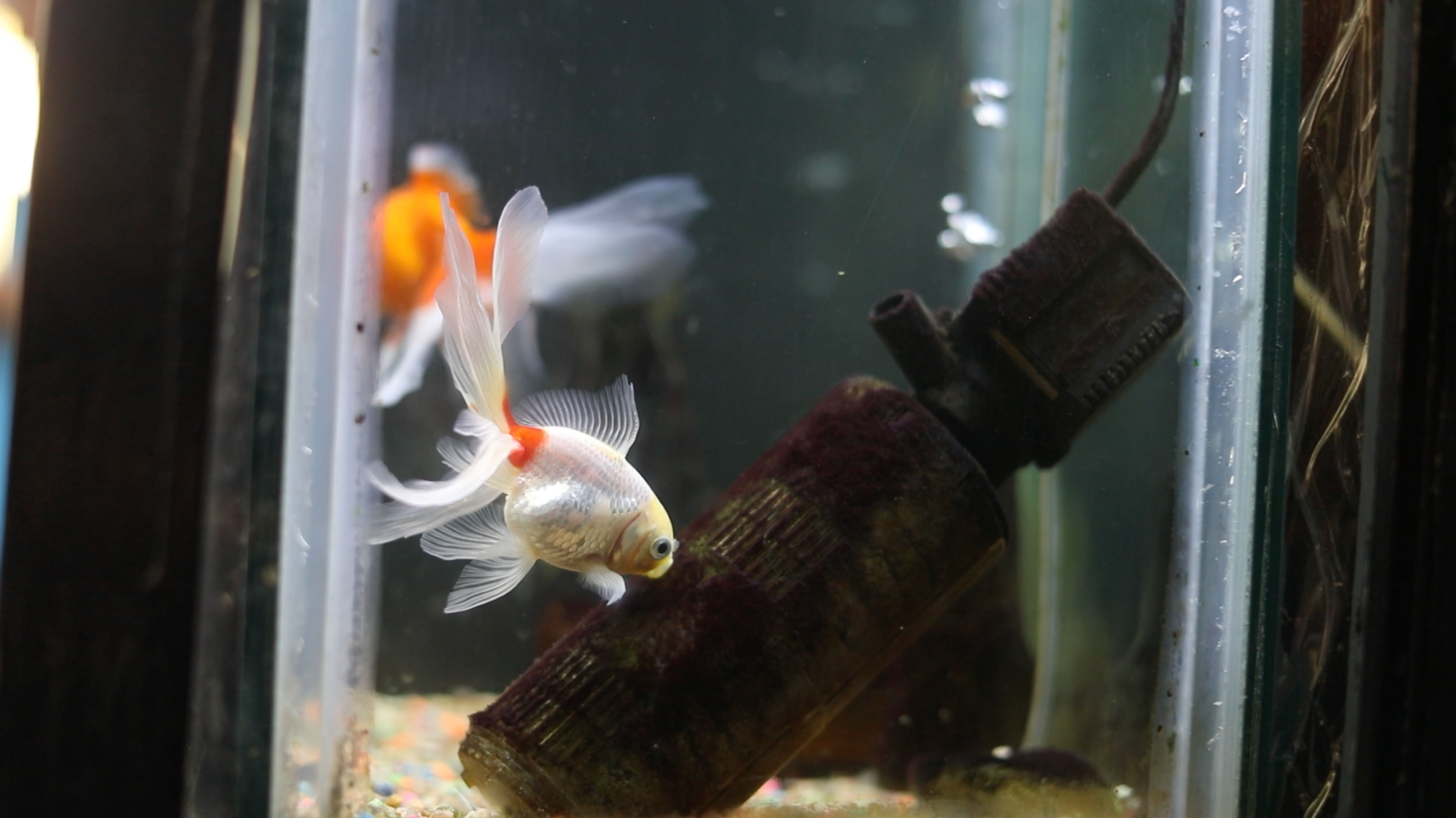 Peces sujetos de derecho/ Santuario Jaulas Vacías / Federico Sordo @fede.sordo
