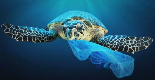 Confirman que las tortugas de todos los mares y océanos tienen microplásticos en el estómago