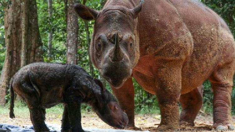 La cría de rinoceronte junto a su madre, Rosa.