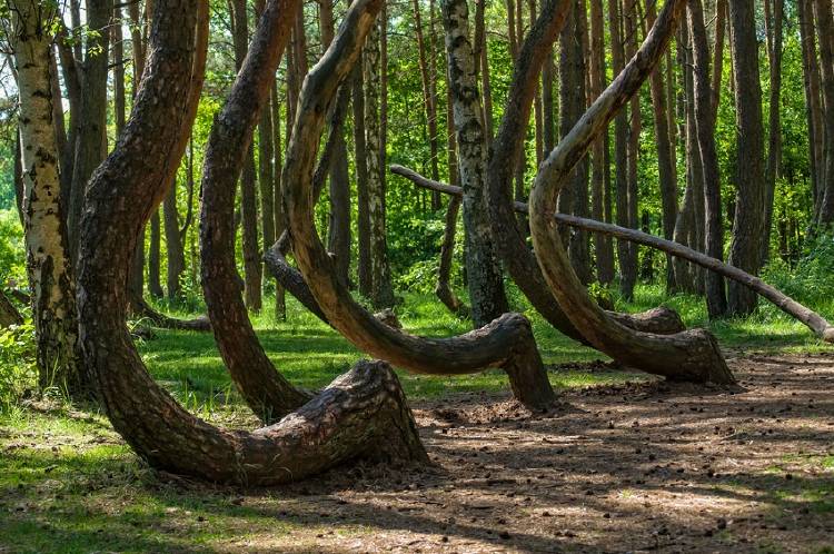 bosque torcido bosque torcido