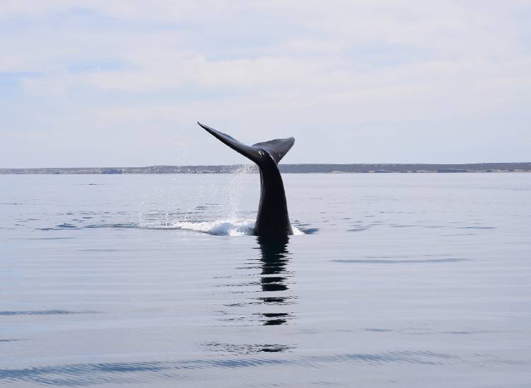 4.Ballena Franca austral _